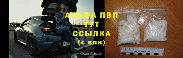 стаф Алзамай